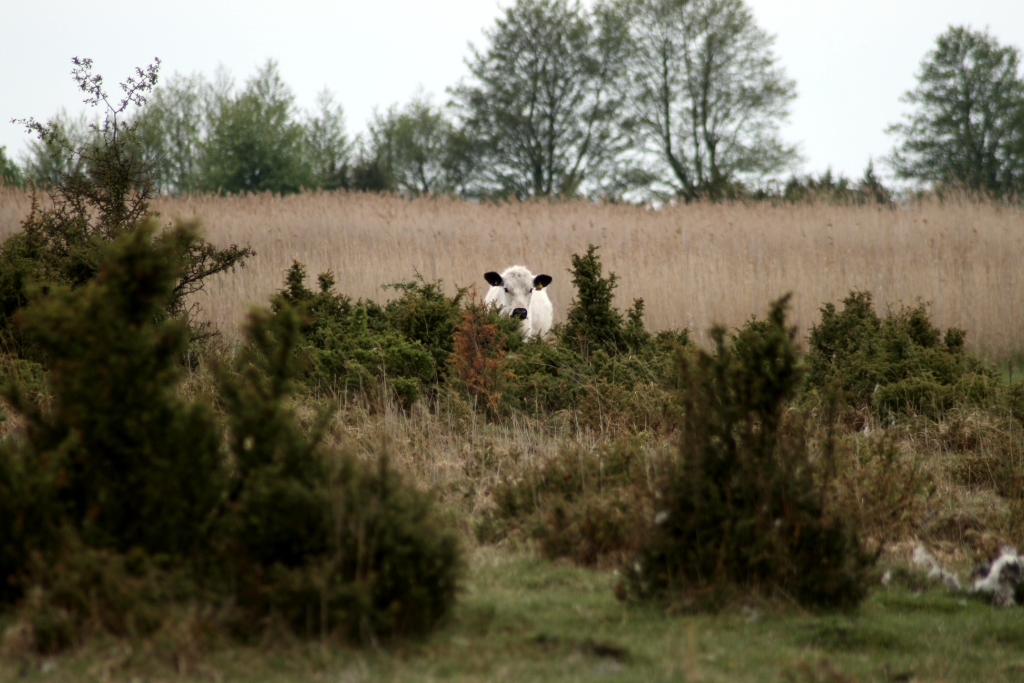 VWG vogelreis Oost Duitsland mei 2010 536